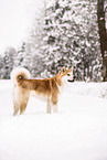 Akita Inu in winter