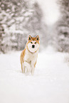 Akita Inu in winter