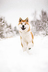 Akita Inu in winter