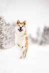 Akita Inu in winter