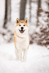 Akita Inu in winter