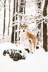 Akita Inu in winter