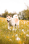 Akita Inu