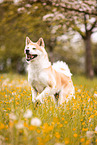 Akita Inu