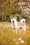 Akita Inu