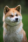 Akita Inu