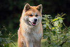 Akita Inu