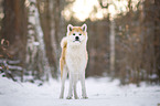Akita Inu