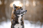 Akita Inu