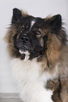 longhaired Akita Inu
