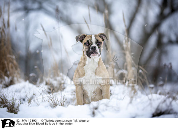 Alapaha Blue Blood Bulldog in the winter / MW-15393