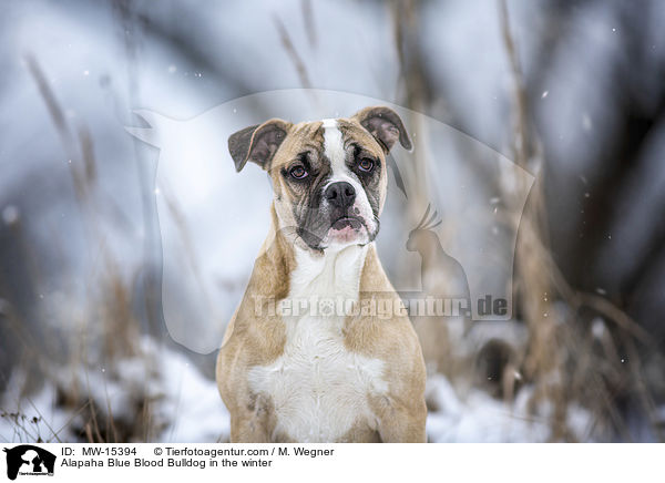 Alapaha Blue Blood Bulldog in the winter / MW-15394
