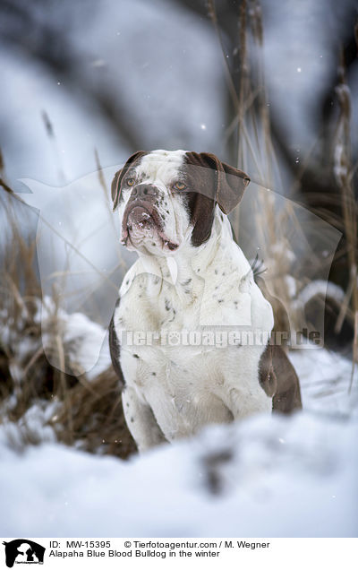 Alapaha Blue Blood Bulldog in the winter / MW-15395
