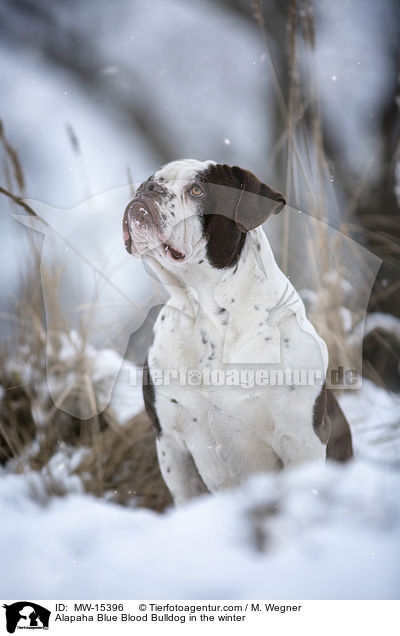 Alapaha Blue Blood Bulldog in the winter / MW-15396