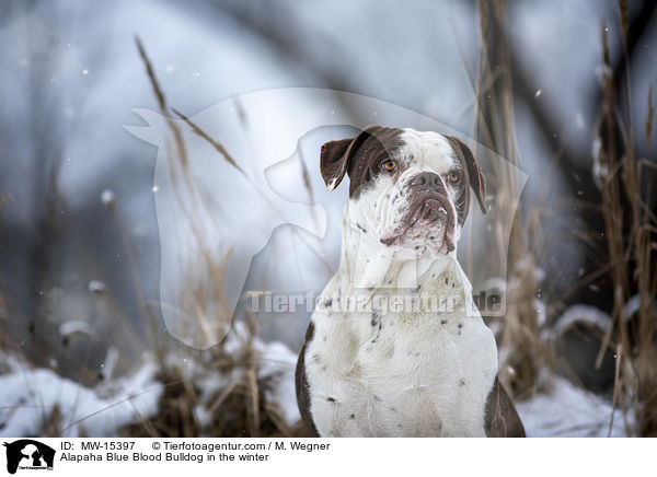 Alapaha Blue Blood Bulldog in the winter / MW-15397