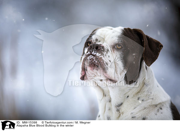 Alapaha Blue Blood Bulldog in the winter / MW-15398