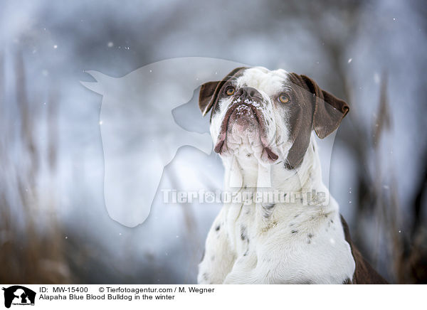 Alapaha Blue Blood Bulldog in the winter / MW-15400