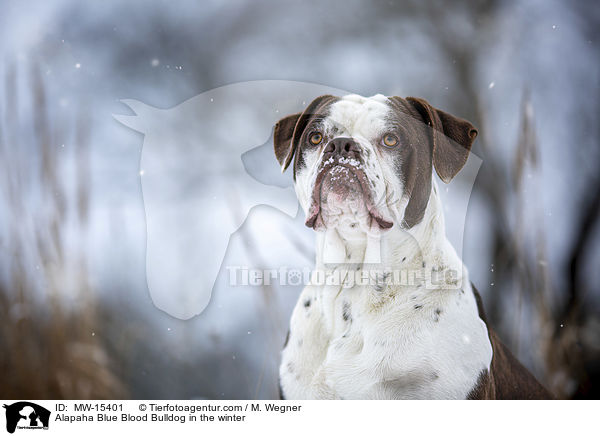 Alapaha Blue Blood Bulldog in the winter / MW-15401
