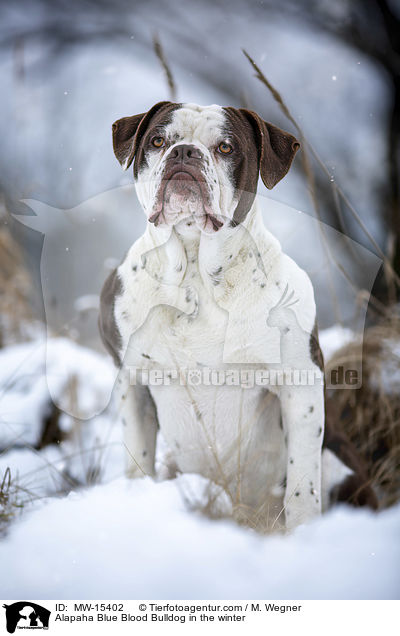 Alapaha Blue Blood Bulldog in the winter / MW-15402