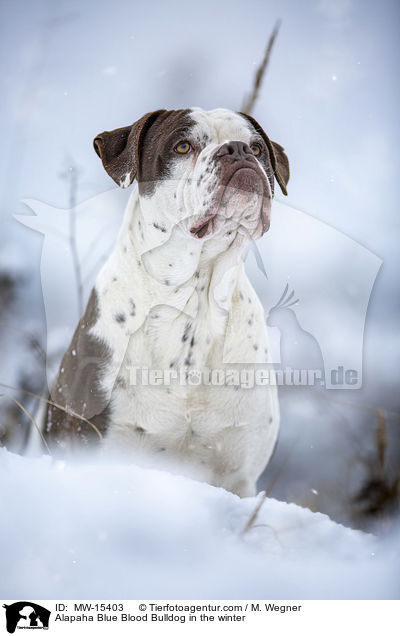 Alapaha Blue Blood Bulldog in the winter / MW-15403
