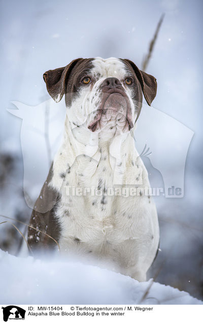 Alapaha Blue Blood Bulldog in the winter / MW-15404