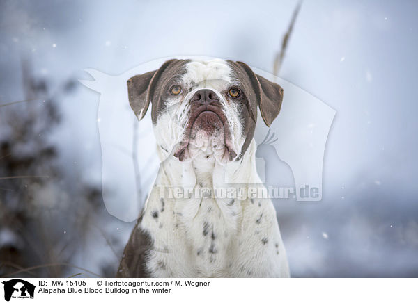 Alapaha Blue Blood Bulldog im Winter / Alapaha Blue Blood Bulldog in the winter / MW-15405