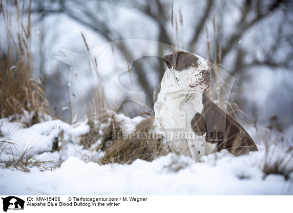 Alapaha Blue Blood Bulldog in the winter / MW-15406