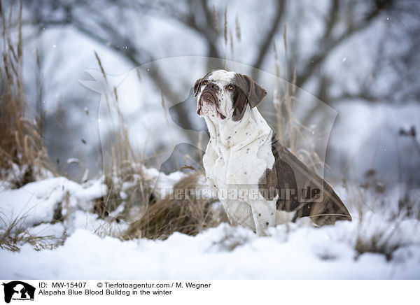 Alapaha Blue Blood Bulldog in the winter / MW-15407