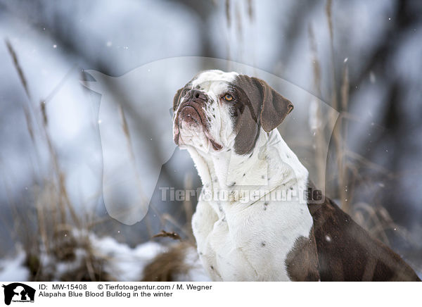 Alapaha Blue Blood Bulldog in the winter / MW-15408