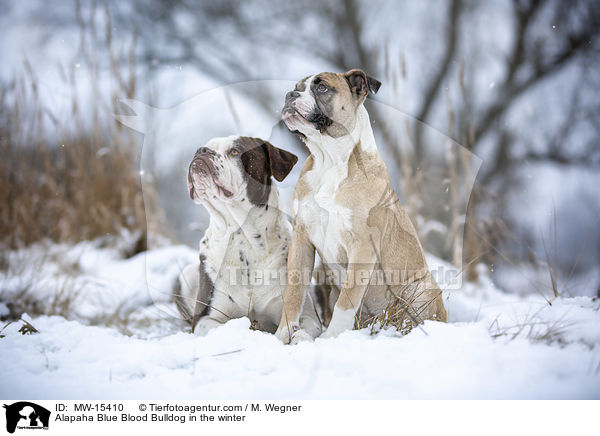 Alapaha Blue Blood Bulldog in the winter / MW-15410