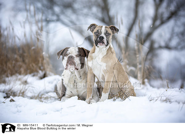 Alapaha Blue Blood Bulldog in the winter / MW-15411