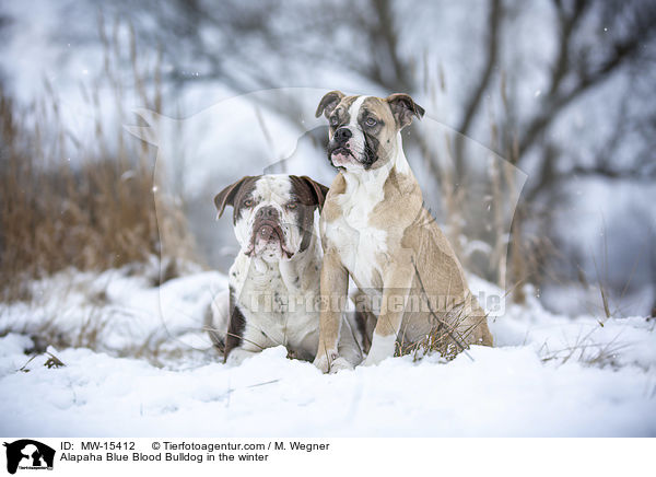 Alapaha Blue Blood Bulldog in the winter / MW-15412