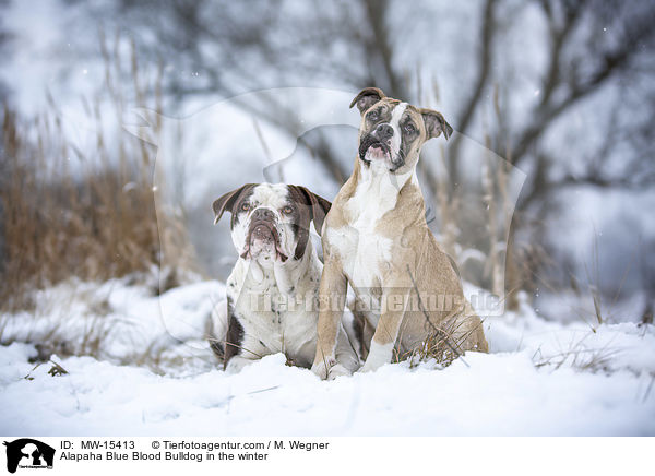 Alapaha Blue Blood Bulldog in the winter / MW-15413