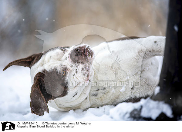 Alapaha Blue Blood Bulldog in the winter / MW-15415