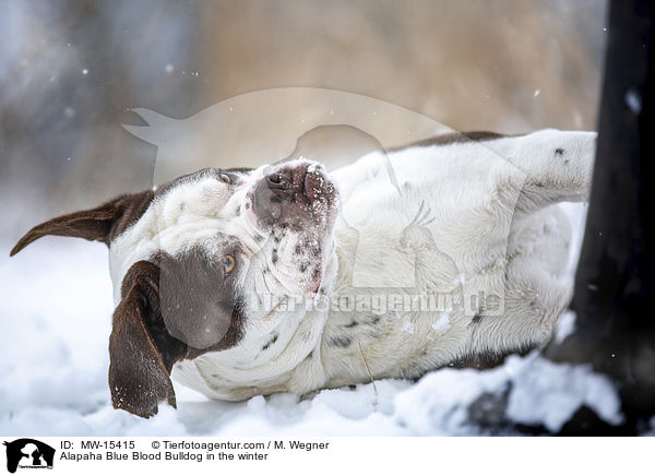 Alapaha Blue Blood Bulldog im Winter / Alapaha Blue Blood Bulldog in the winter / MW-15415