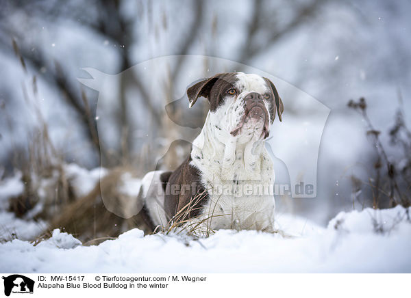 Alapaha Blue Blood Bulldog in the winter / MW-15417