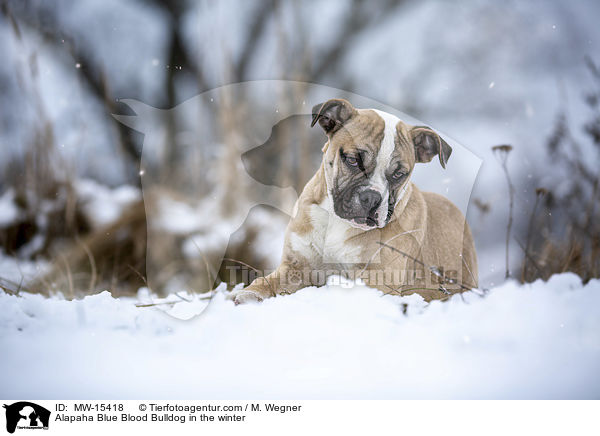 Alapaha Blue Blood Bulldog in the winter / MW-15418