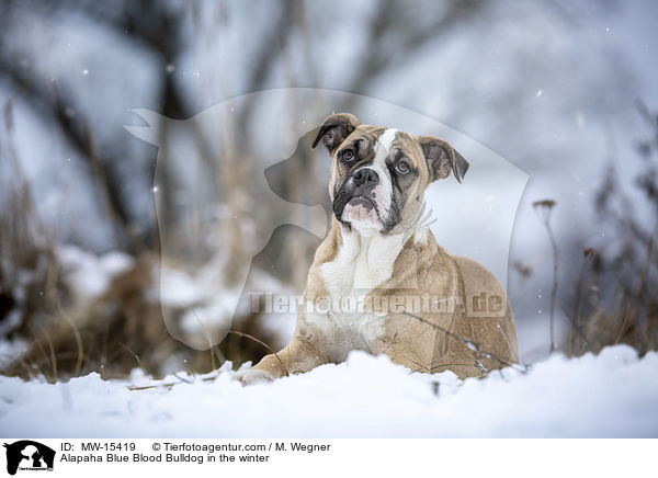 Alapaha Blue Blood Bulldog in the winter / MW-15419