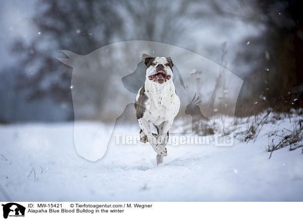 Alapaha Blue Blood Bulldog in the winter / MW-15421
