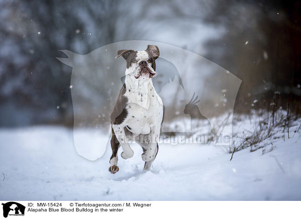 Alapaha Blue Blood Bulldog in the winter / MW-15424