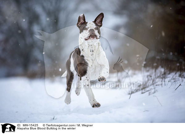 Alapaha Blue Blood Bulldog in the winter / MW-15425