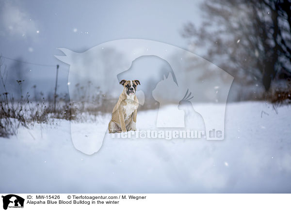 Alapaha Blue Blood Bulldog in the winter / MW-15426