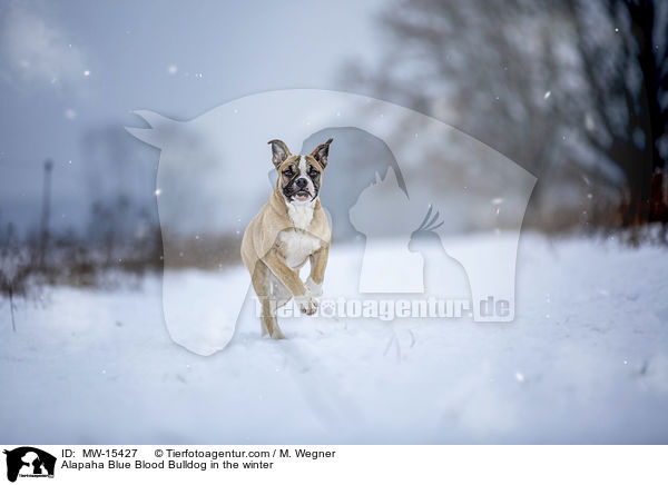 Alapaha Blue Blood Bulldog in the winter / MW-15427