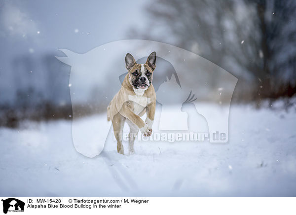 Alapaha Blue Blood Bulldog in the winter / MW-15428