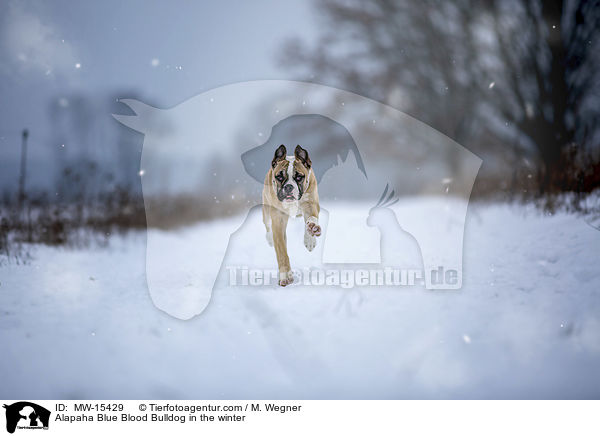 Alapaha Blue Blood Bulldog in the winter / MW-15429