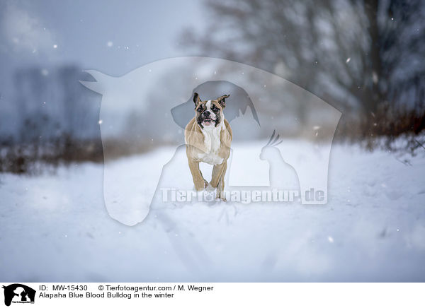 Alapaha Blue Blood Bulldog in the winter / MW-15430