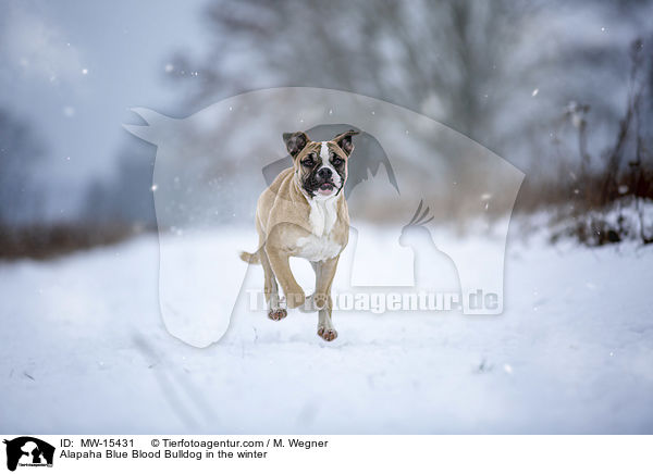 Alapaha Blue Blood Bulldog in the winter / MW-15431