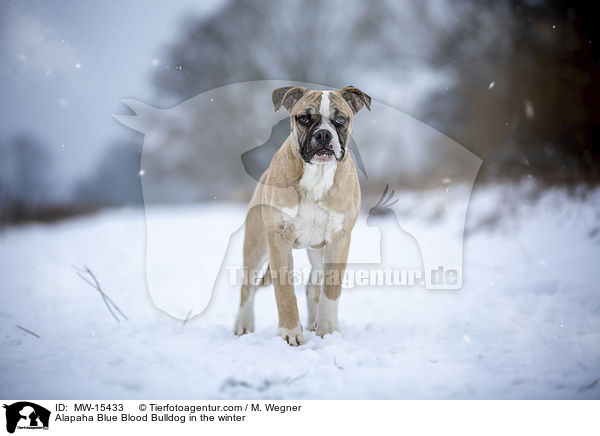 Alapaha Blue Blood Bulldog in the winter / MW-15433