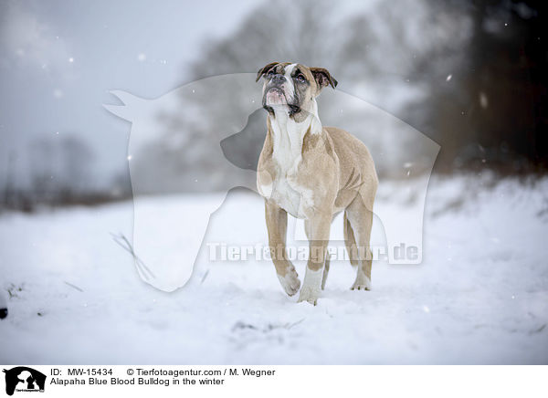 Alapaha Blue Blood Bulldog in the winter / MW-15434