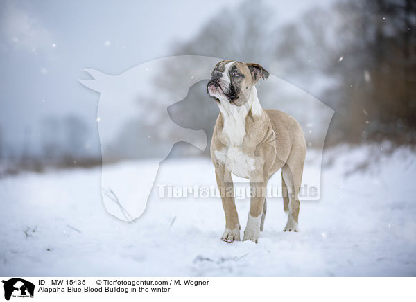 Alapaha Blue Blood Bulldog in the winter / MW-15435
